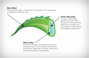 Show the anatomy of Aloe leaf